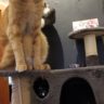 Kitty breakfast