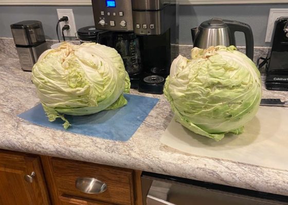Slama Family Homemade Sauerkraut
